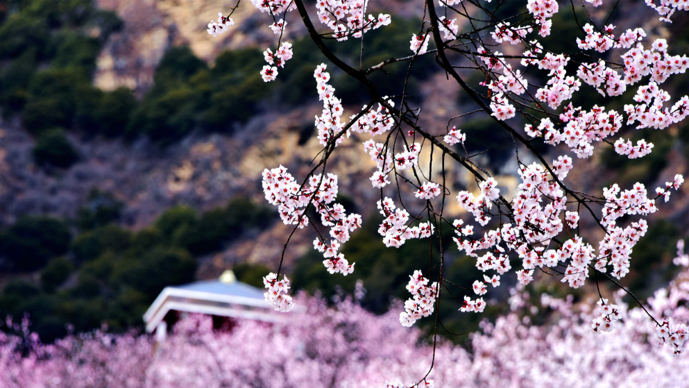 1586525509107239.png 3.png