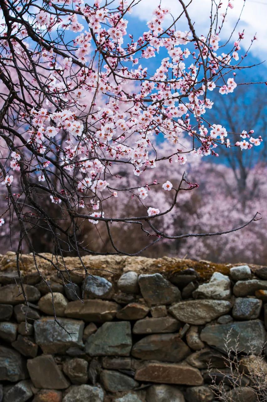 1586525553639839.jpg 5.jpg